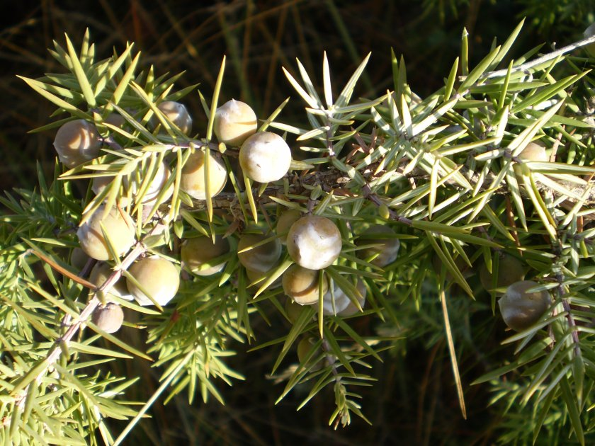 La flore du Verdon