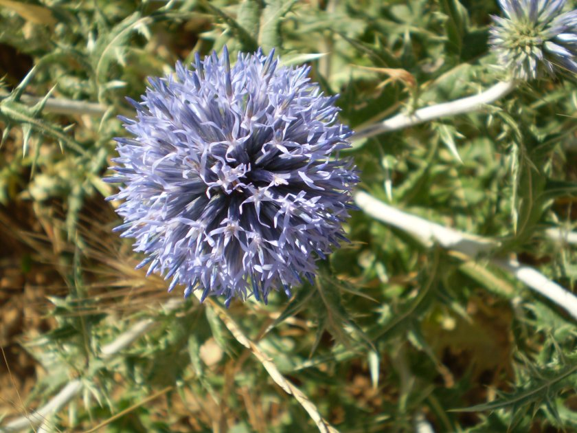 Les plantes du sentier